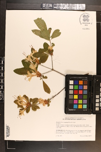 Rhododendron eastmanii image