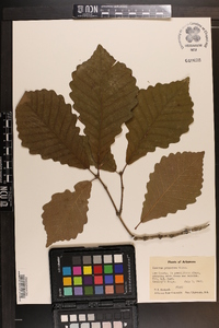 Quercus prinoides image