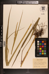 Paspalum floridanum image