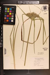 Cyperus virens image