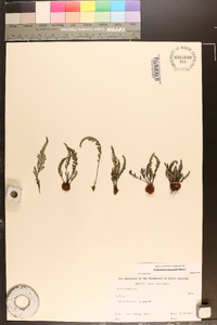 Notholaena bryopoda image