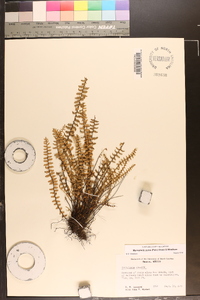 Myriopteris aurea image