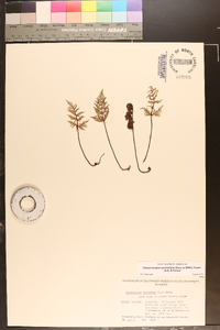 Oeosporangium pulchellum image