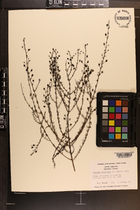 Seymeria cassioides image