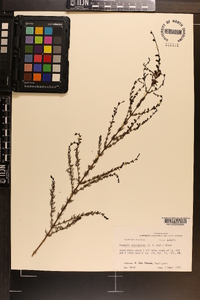 Seymeria cassioides image