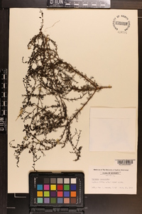 Seymeria cassioides image