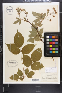 Rubus canadensis image