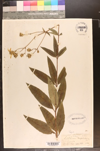 Silphium asteriscus var. trifoliatum image