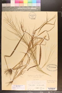 Leptochloa panicea image