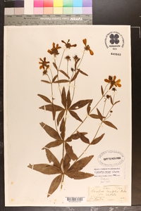 Coreopsis major image