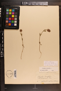 Polygala cruciata image