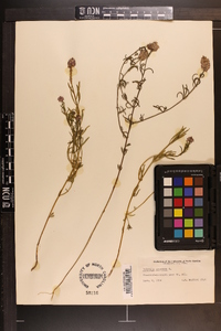 Polygala cruciata image