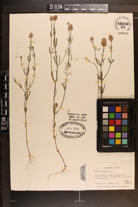 Polygala cruciata image