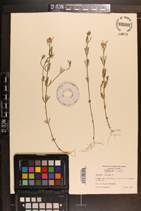 Polygala cruciata image