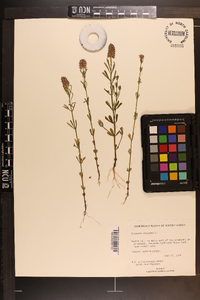 Polygala cruciata image