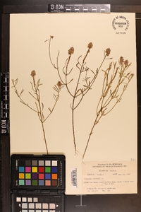 Polygala cruciata image