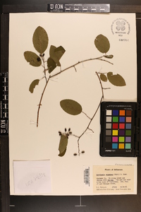 Berchemia scandens image