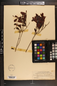 Byrsonima lucida image