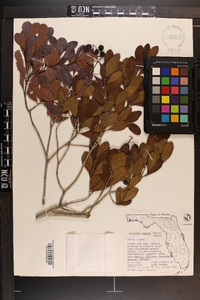 Byrsonima lucida image
