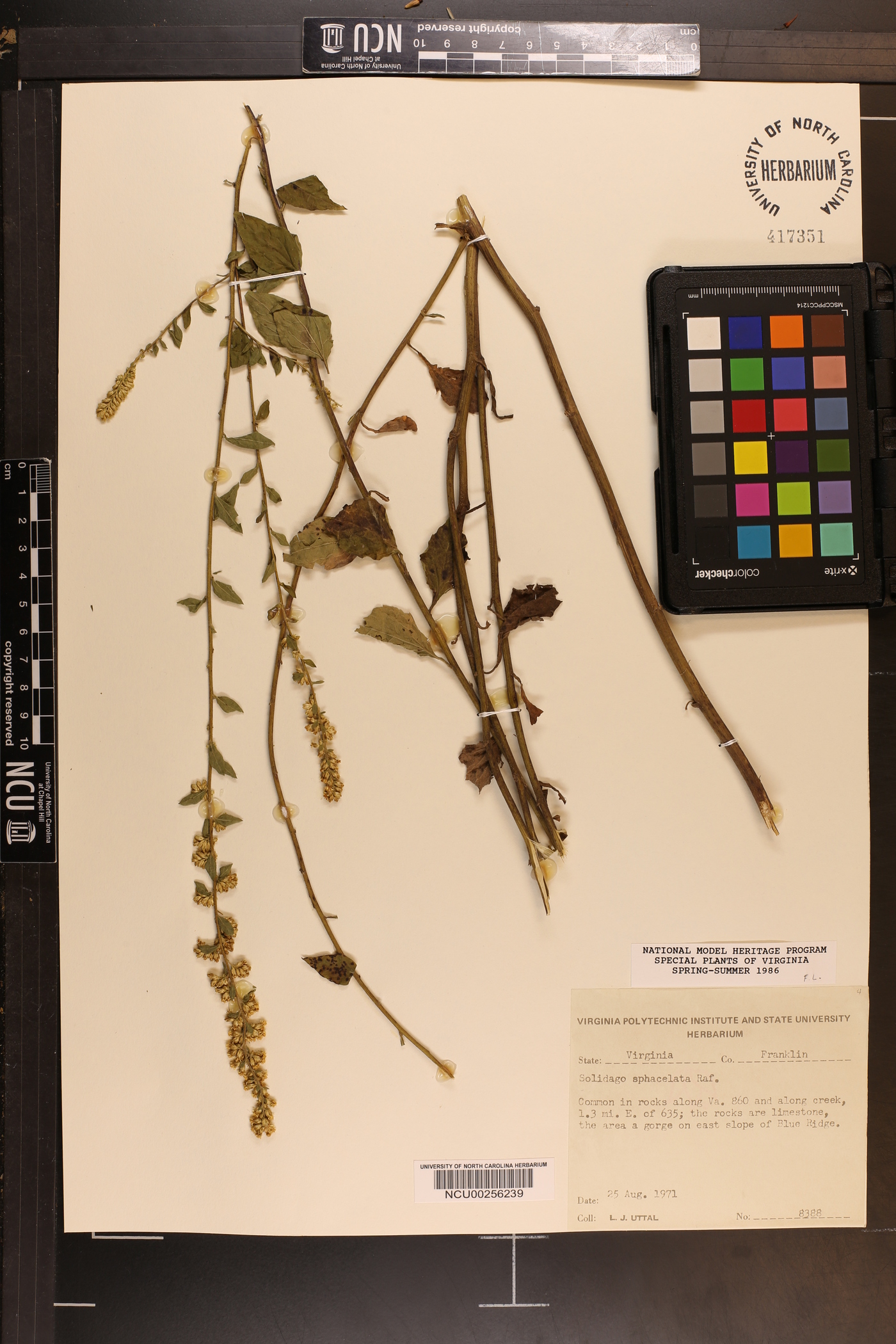 Solidago sphacelata image