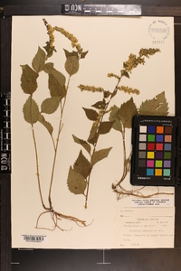 Solidago sphacelata image