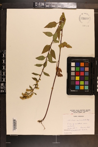 Solidago sphacelata image