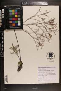 Limonium carolinianum image