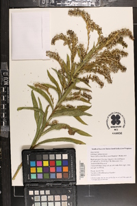 Solidago sempervirens image