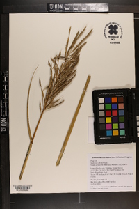 Spartina cynosuroides image