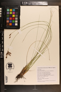 Fimbristylis castanea image