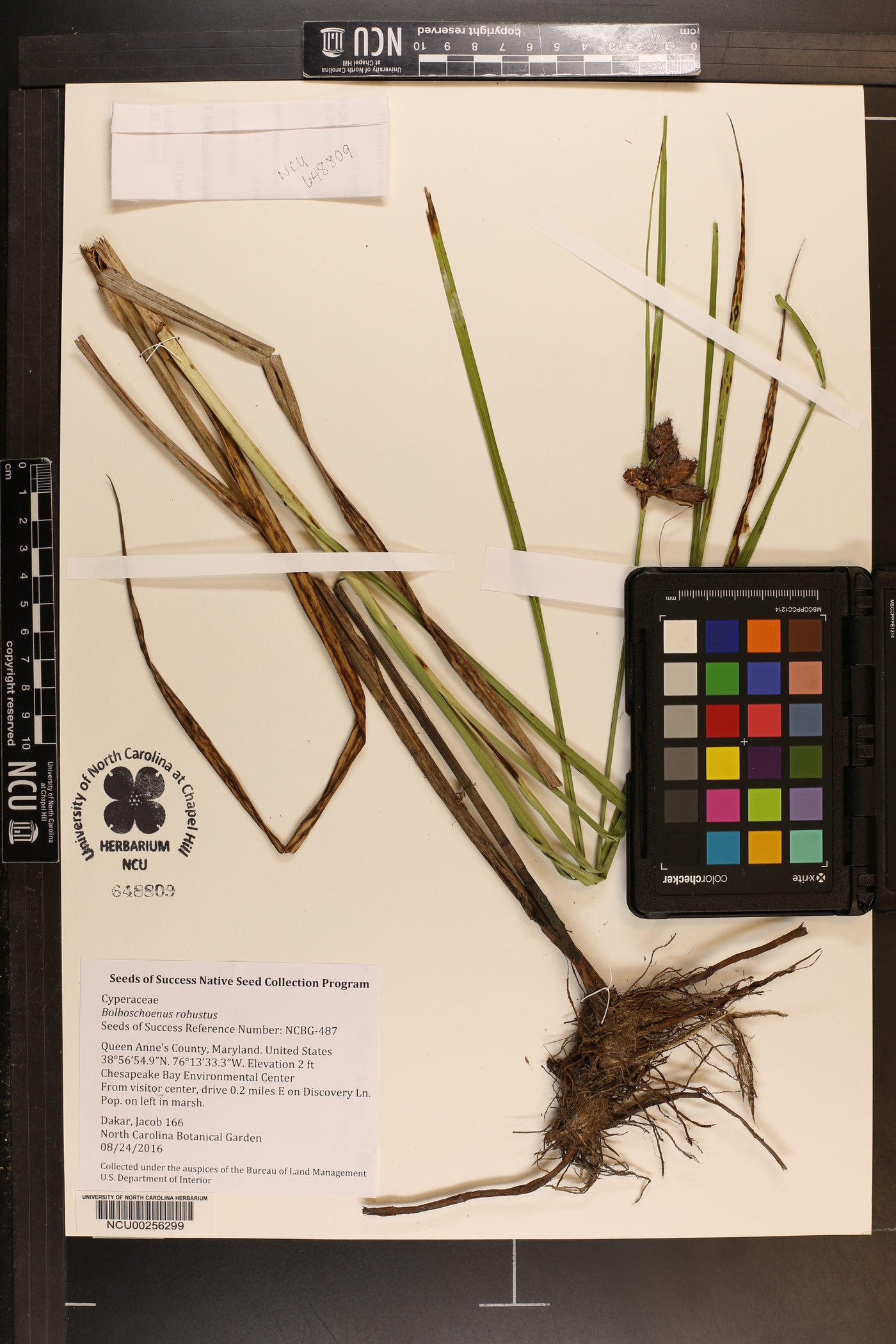 Bolboschoenus robustus image