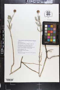 Borrichia frutescens image