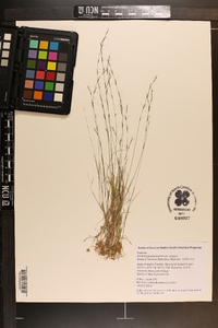 Aristida purpurascens var. virgata image