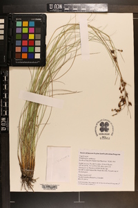 Fimbristylis castanea image