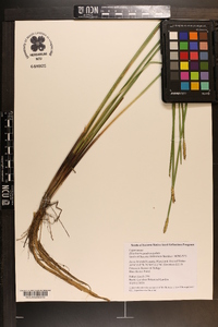 Eleocharis quadrangulata image