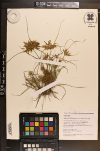 Cyperus filicinus image