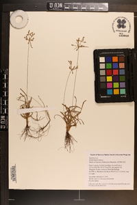 Fimbristylis annua image