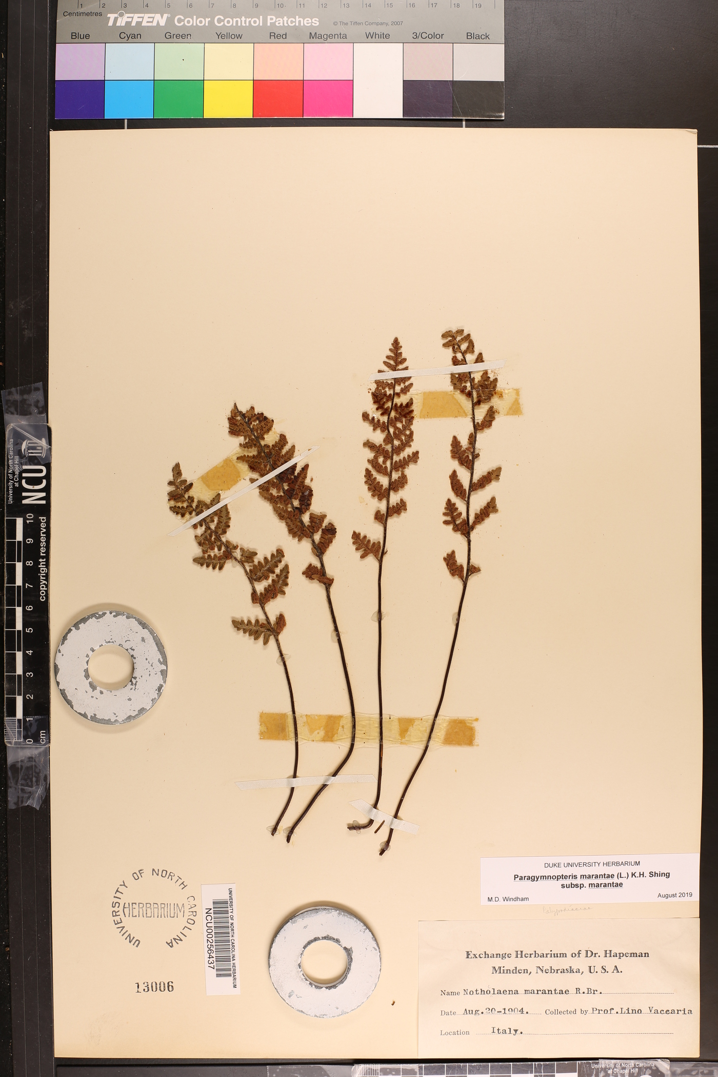 Paragymnopteris marantae subsp. marantae image