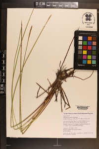 Eleocharis quadrangulata image