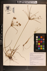 Cyperus grayi image