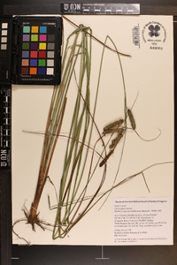 Carex glaucescens image