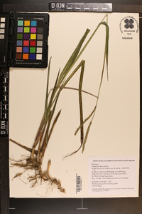 Paspalum boscianum image