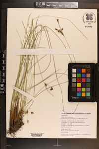 Fimbristylis castanea image