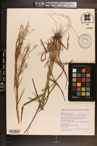 Schizachyrium littorale image