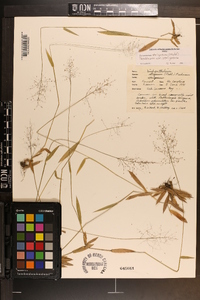 Dichanthelium strigosum image