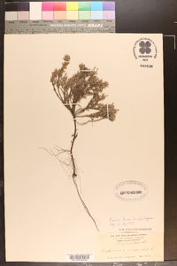 Hudsonia ericoides image