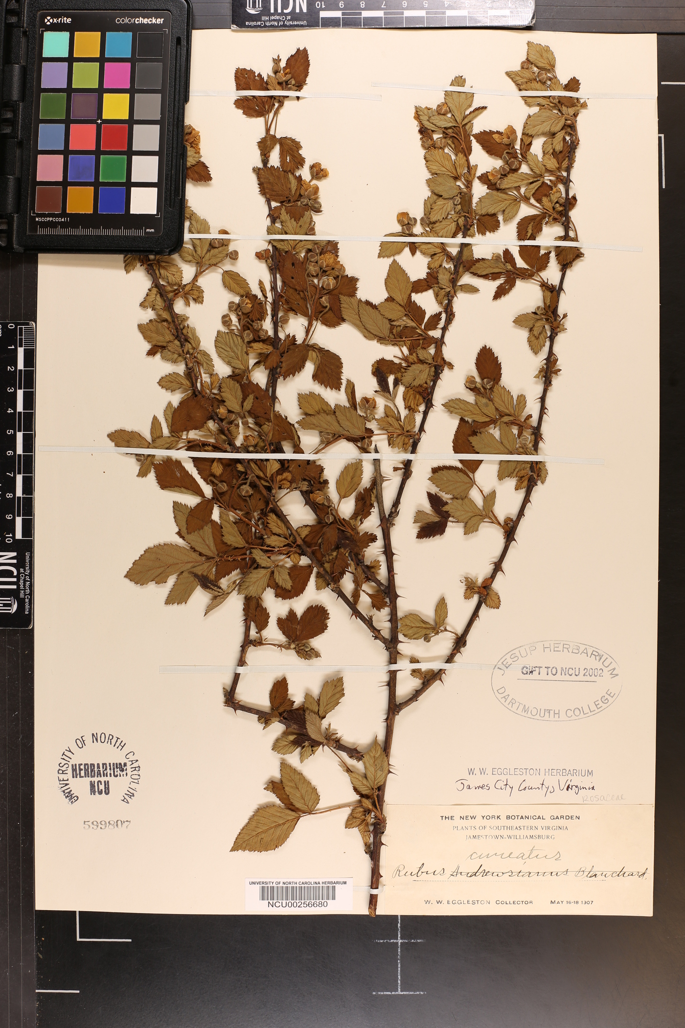 Rubus andrewsianus image