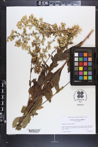 Solidago villosicarpa image