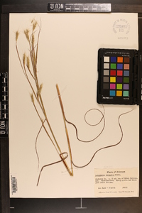 Andropogon ternarius image