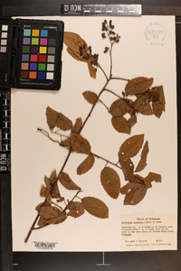 Berchemia scandens image
